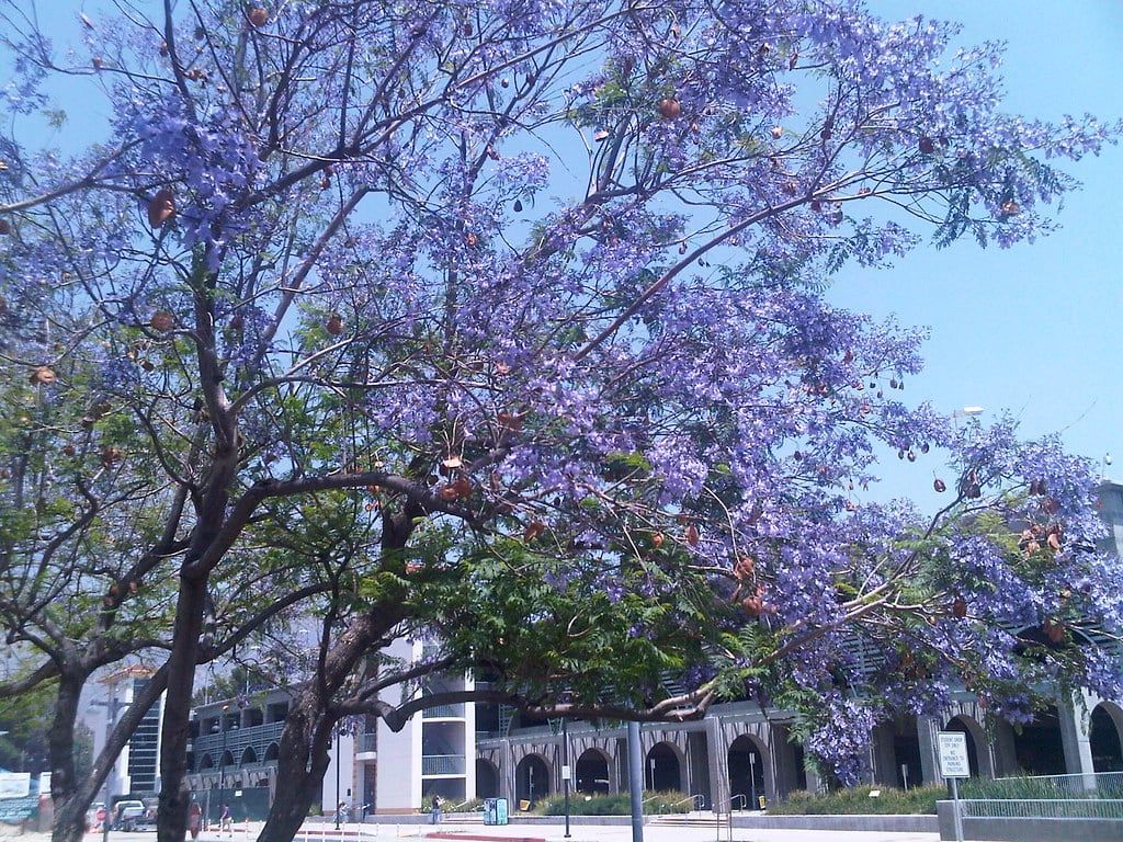 Violet jacaranda blossoms above a quiet residential street in Los Angeles