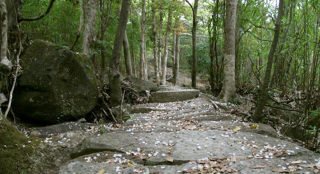 香港山徑在雨後仍然濕潤，石級兩旁長滿綠色植物